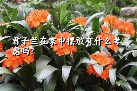 君子兰在家中摆放有什么考虑吗？