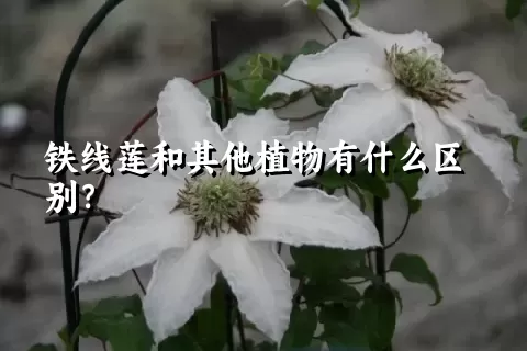 铁线莲和其他植物有什么区别？