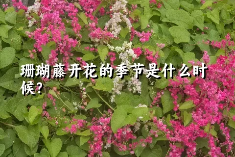 珊瑚藤开花的季节是什么时候？