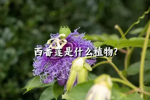 西番莲是什么植物?