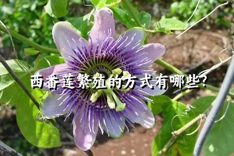 西番莲繁殖的方式有哪些?