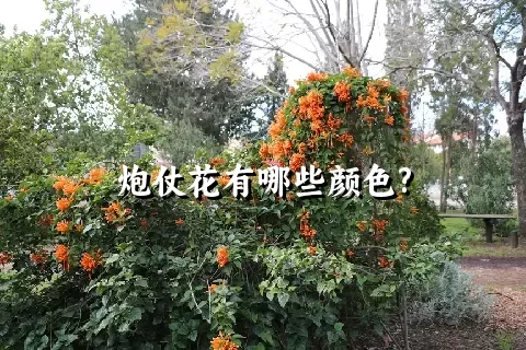 炮仗花有哪些颜色?