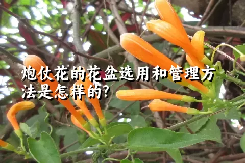 炮仗花的花盆选用和管理方法是怎样的?