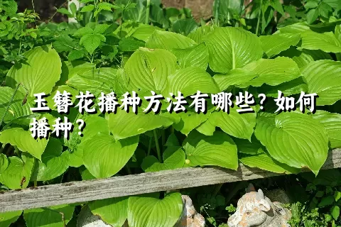 玉簪花播种方法有哪些？如何播种？