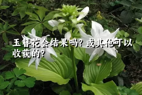 玉簪花会结果吗？或其他可以收获的？