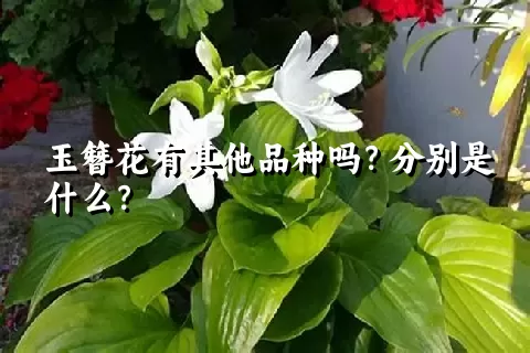 玉簪花有其他品种吗？分别是什么？