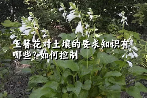 玉簪花对土壤的要求知识有哪些？如何控制