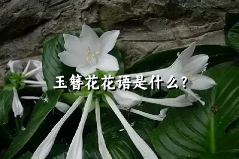 玉簪花花语是什么？