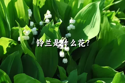 铃兰是什么花？