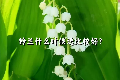 铃兰什么时候送比较好？