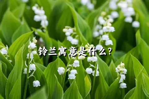 铃兰寓意是什么？