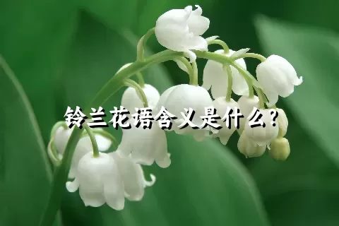 铃兰花语含义是什么？