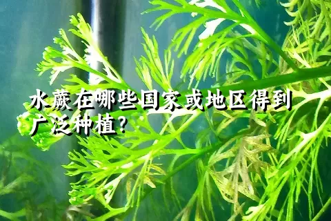 水蕨在哪些国家或地区得到广泛种植？