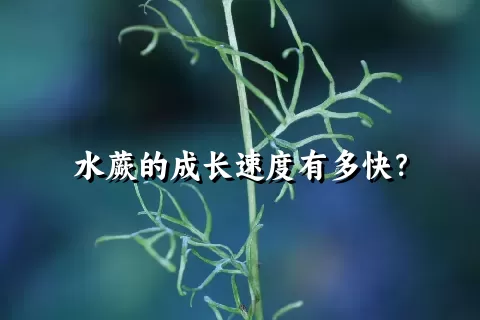 水蕨的成长速度有多快？