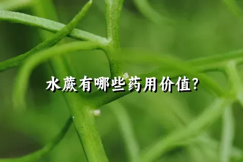水蕨有哪些药用价值？