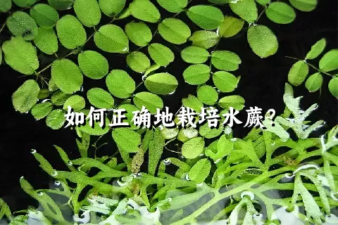 如何正确地栽培水蕨？
