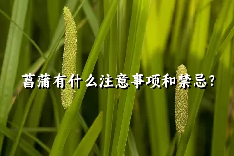 菖蒲有什么注意事项和禁忌？
