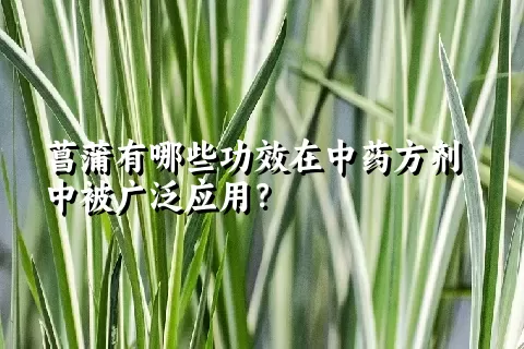 菖蒲有哪些功效在中药方剂中被广泛应用？