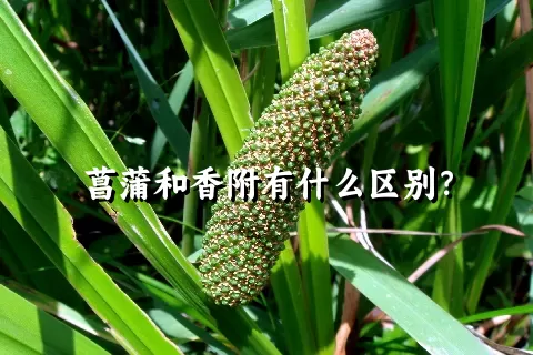 菖蒲和香附有什么区别？