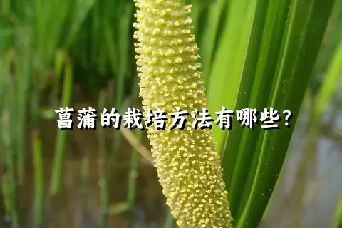菖蒲的栽培方法有哪些？