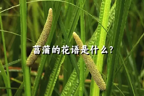 菖蒲的花语是什么？