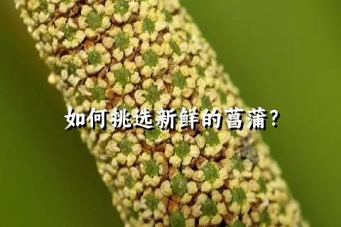 如何挑选新鲜的菖蒲？