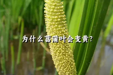为什么菖蒲叶会变黄？