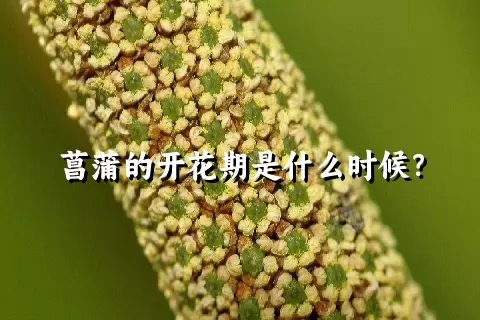 菖蒲的开花期是什么时候？