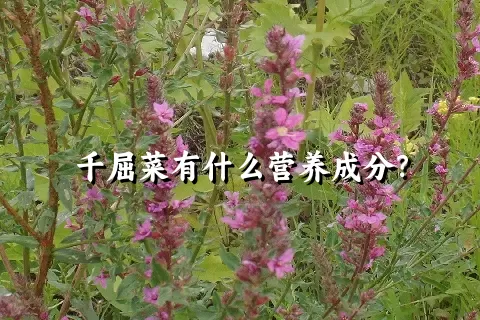 千屈菜有什么营养成分？