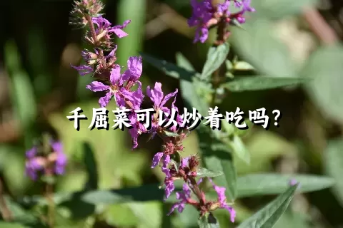 千屈菜可以炒着吃吗？