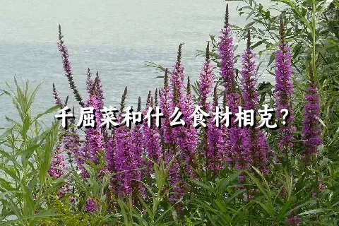 千屈菜和什么食材相克？
