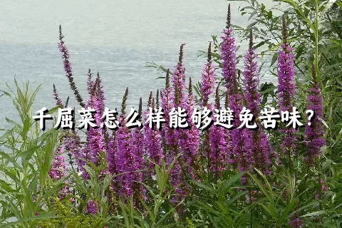 千屈菜怎么样能够避免苦味？