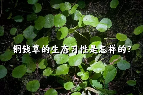铜钱草的生态习性是怎样的？