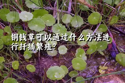 铜钱草可以通过什么方法进行扦插繁殖？