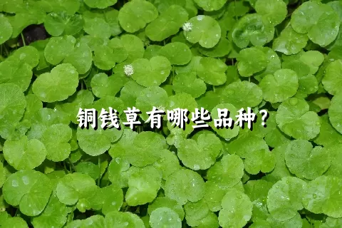 铜钱草有哪些品种？