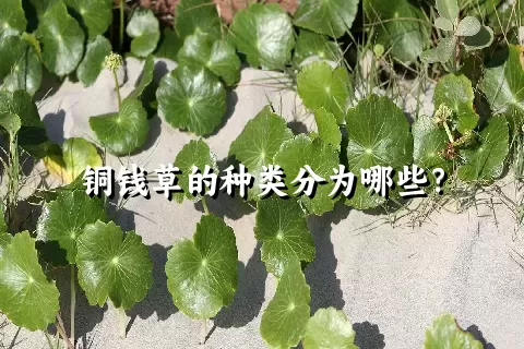 铜钱草的种类分为哪些？