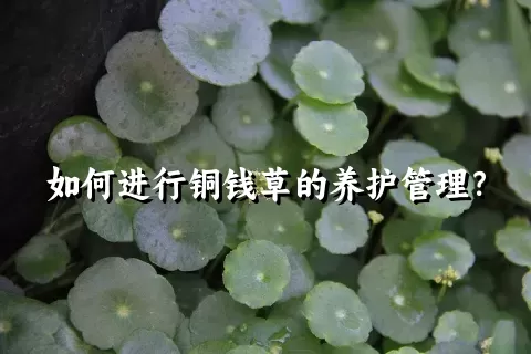 如何进行铜钱草的养护管理？