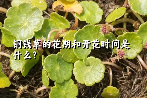 铜钱草的花期和开花时间是什么？