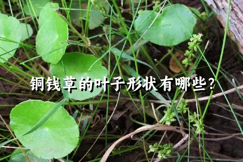 铜钱草的叶子形状有哪些？
