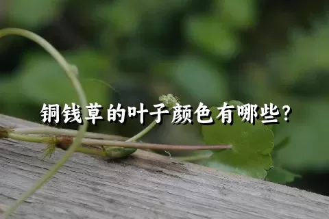 铜钱草的叶子颜色有哪些？