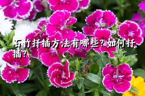 石竹扦插方法有哪些？如何扦插？