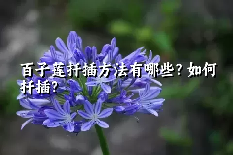 百子莲扦插方法有哪些？如何扦插？