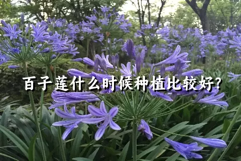 百子莲什么时候种植比较好？