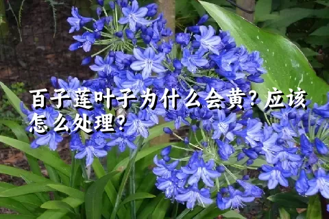 百子莲叶子为什么会黄？应该怎么处理？