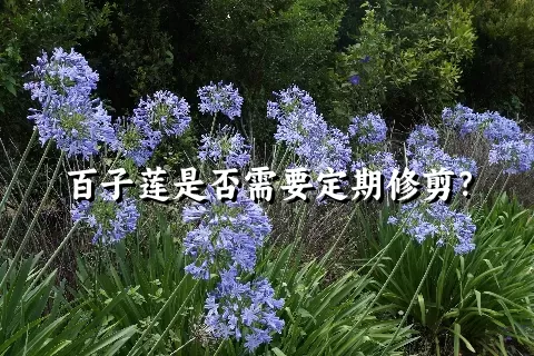 百子莲是否需要定期修剪？