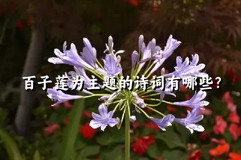 百子莲为主题的诗词有哪些？