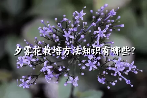 夕雾花栽培方法知识有哪些？