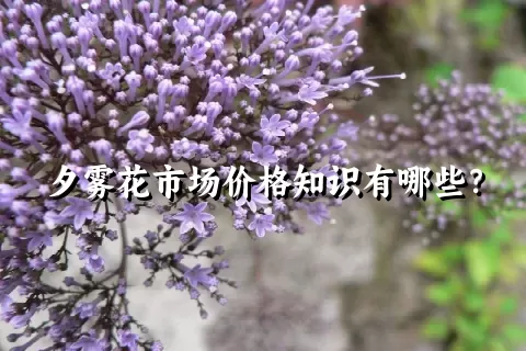 夕雾花市场价格知识有哪些？