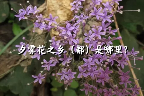 夕雾花之乡（都）是哪里？