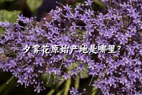 夕雾花原始产地是哪里？